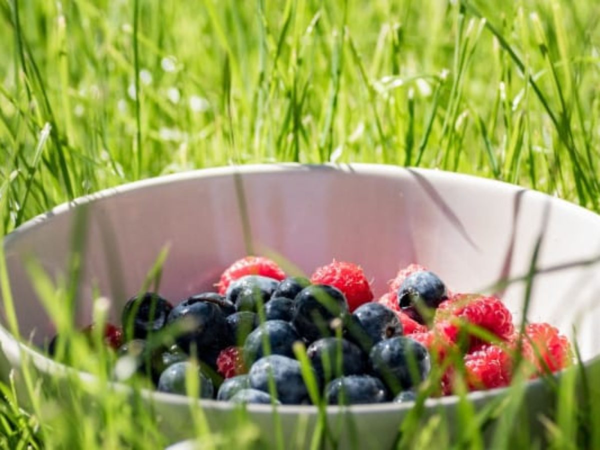 Why Maqui Berry Powder Is in High Demand Today - Rainforest Supply