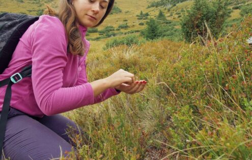 buy wholesale cranberry powder in bulk for 2026 fruit powder demand