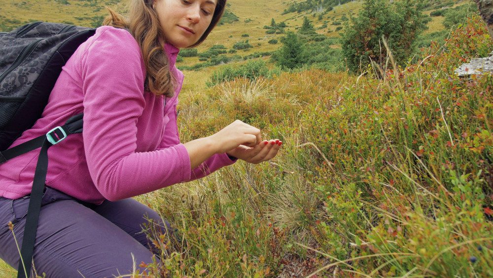 buy wholesale cranberry powder in bulk for 2026 fruit powder demand